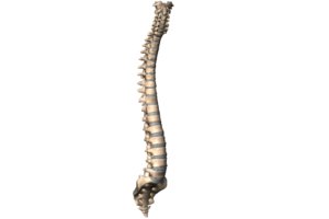columna